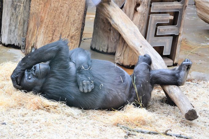 Budoucí maminka největšího Zázraku v dějinách rodiny Gorilkových - Shinda