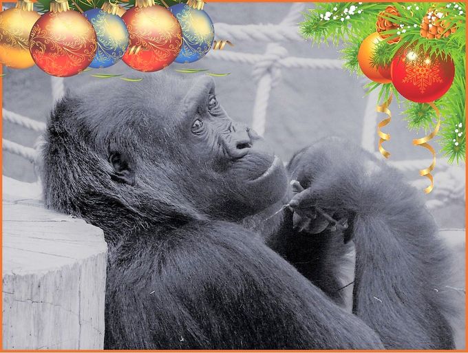 Krásné Vánoce přeje za celou Gorilkovic rodinu Kamba