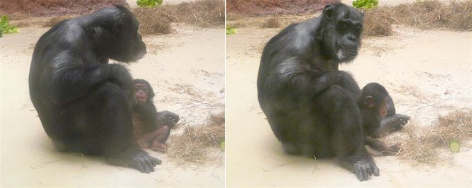 Na návštěvě u šimpanzů - Lizzie a Lucy