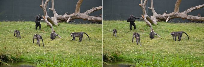 Kambiri a mangabejové: tak bacha děcka, jsem děsně velká gorila!!