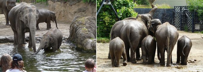 Sloní cachtání a sloní prdýlky